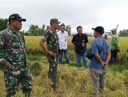 Pastikan Hasil Panen Petani Terserap Bulog, Dandim 1402 Polman Terjun Ke Sawah